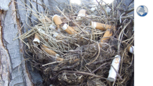 Թռչնաբանները բացատրել են, թե ինչու են թռչունները ծխախոտի մնացորդներ տանում իրենց բները