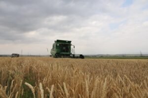 Շիրակի մարզում մեկնարկել է հացահատիկի բերքահավաքը